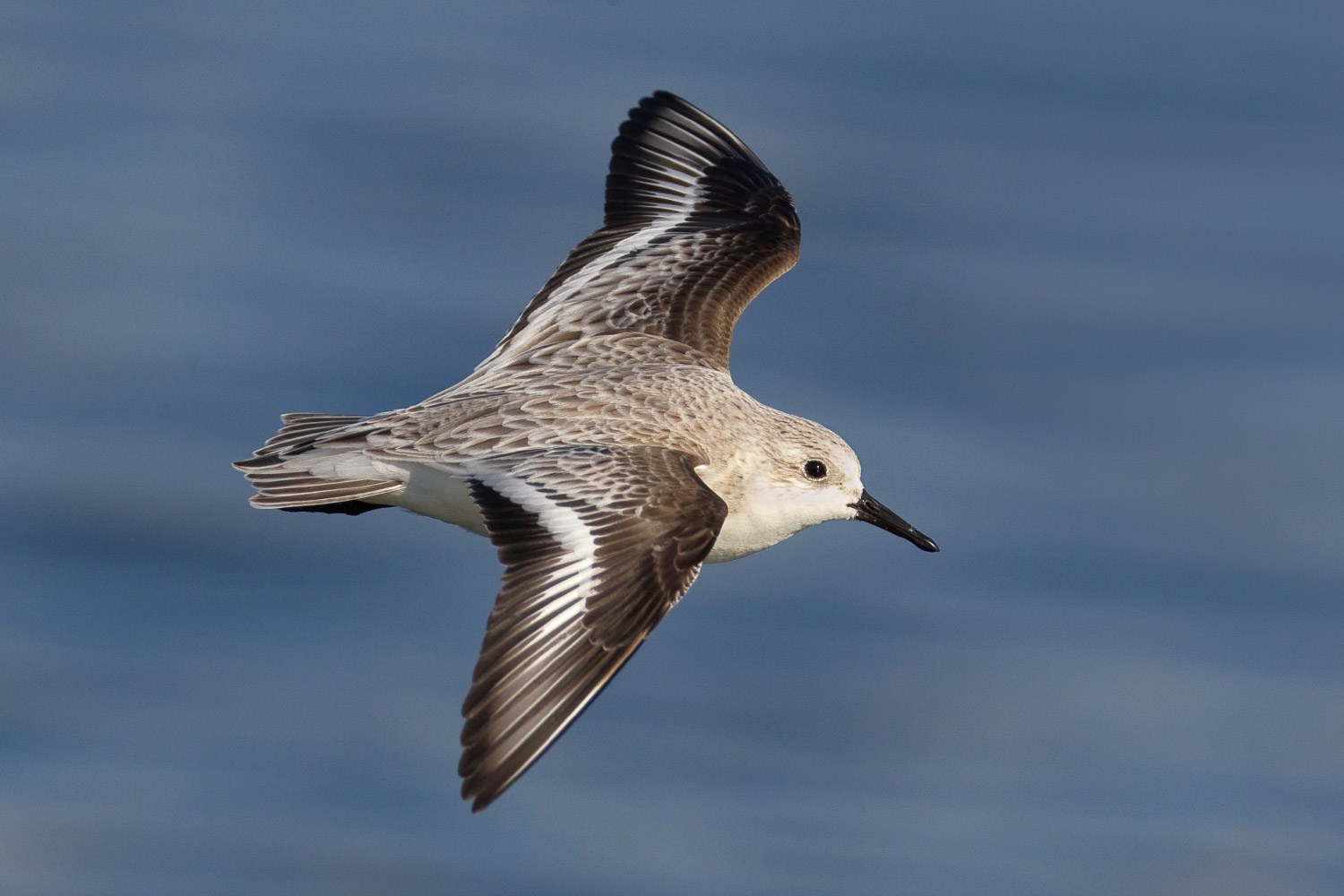 guide sanderling phalarope birdguides identification bird