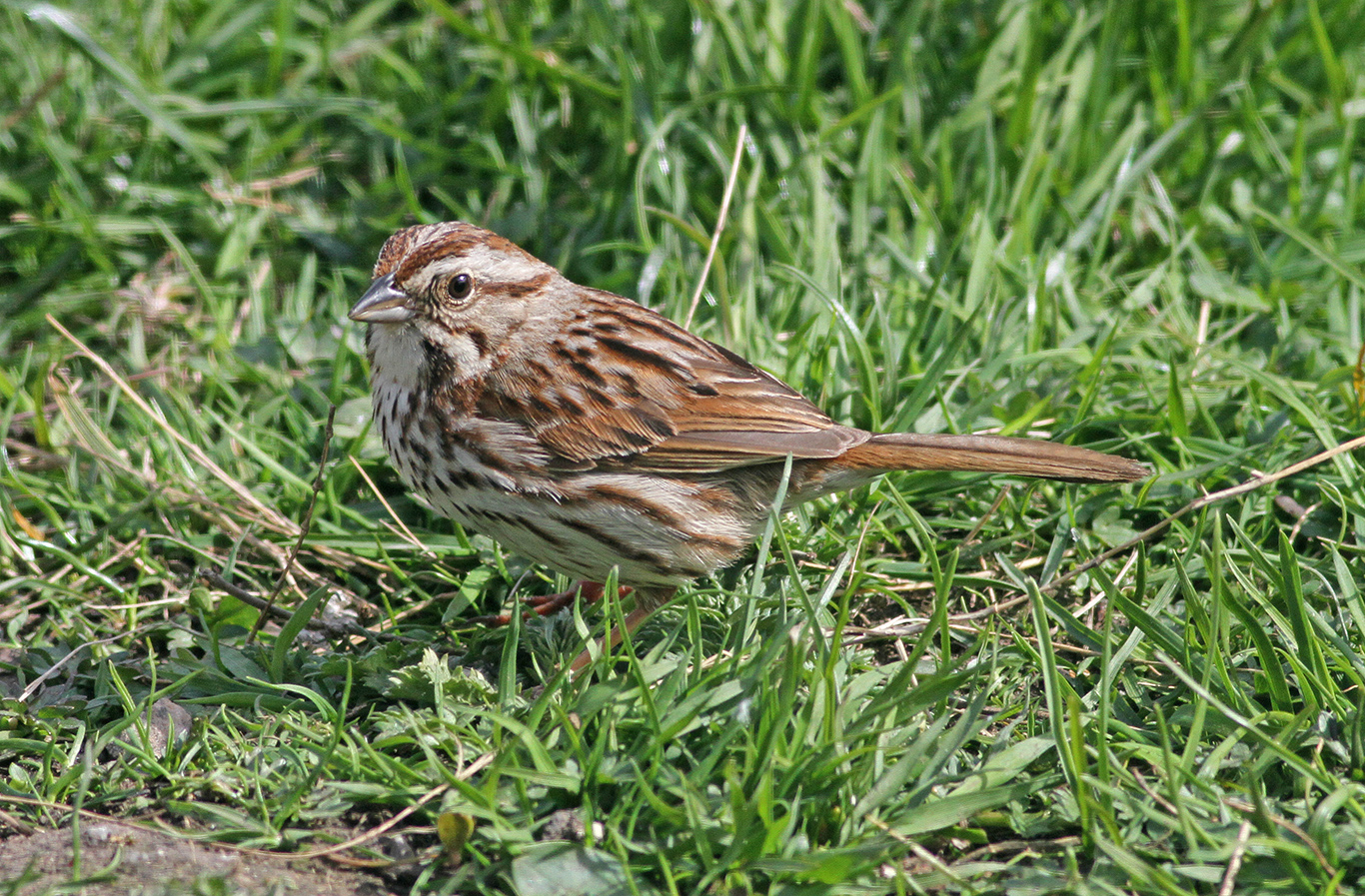 song sparrow song sparrow