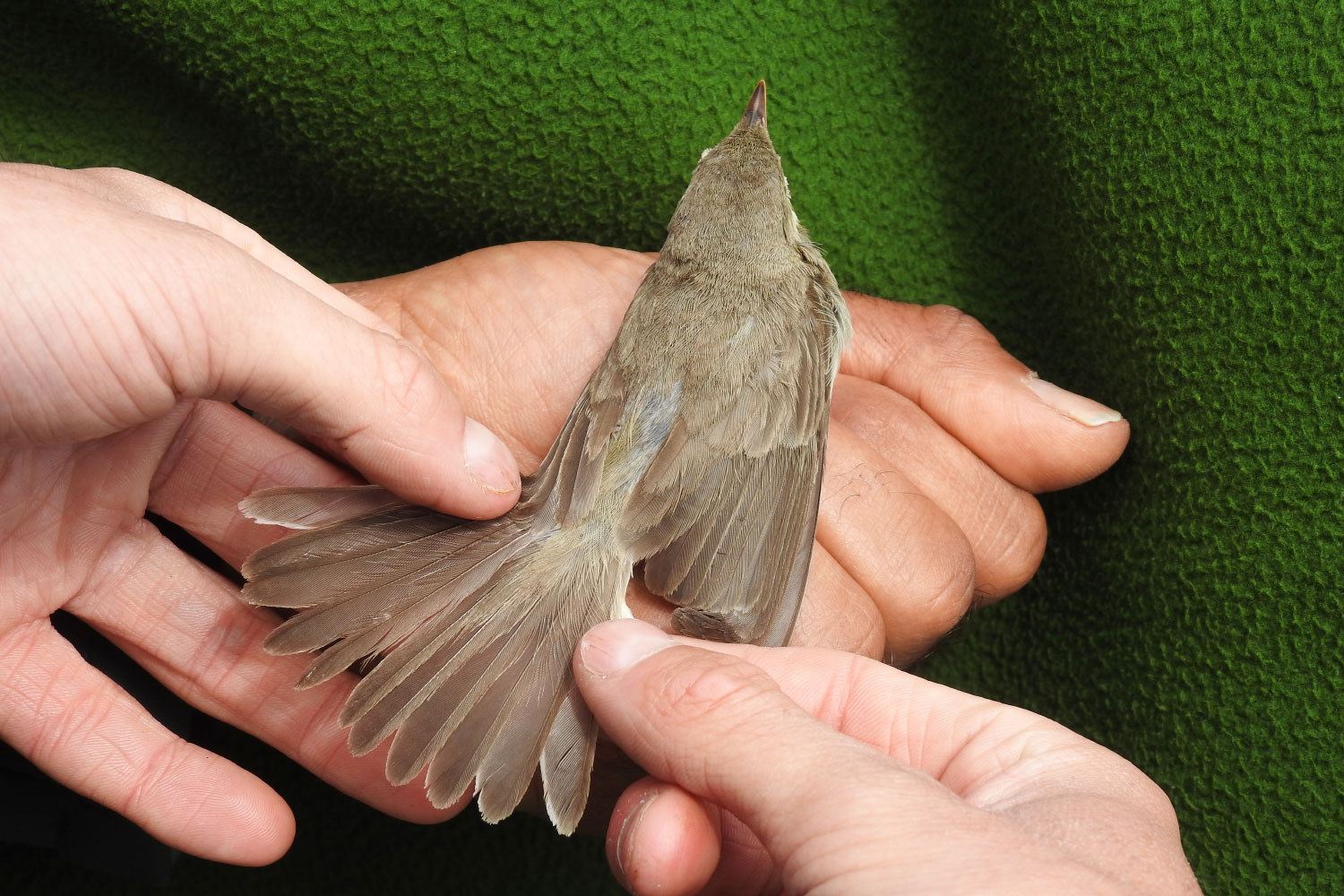 olivaceous nordstrom