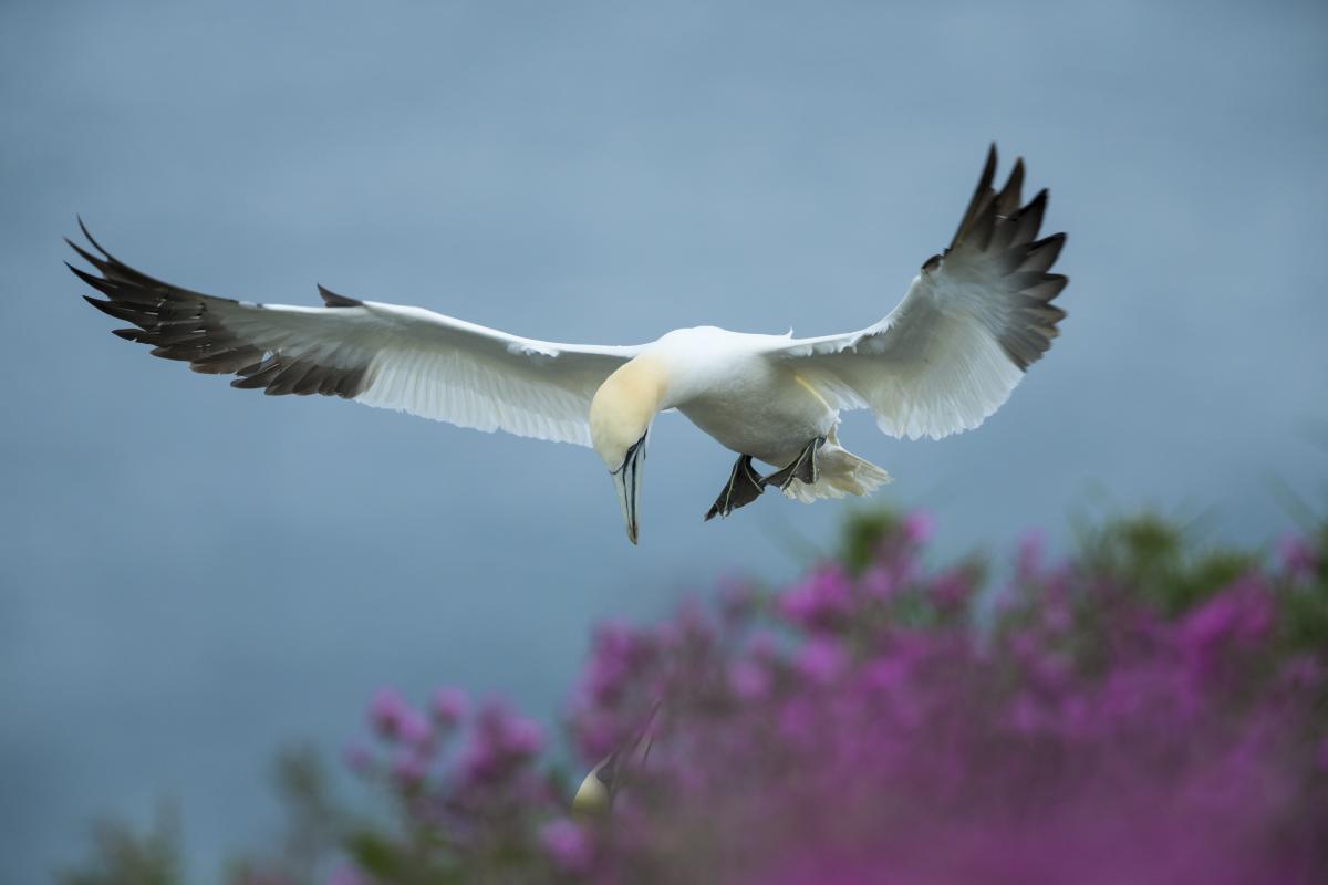 Northern Gannet by Oliver Smart