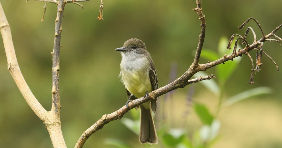 Patching in paradise: locking down in the Colombian Andes - Vimarsana News