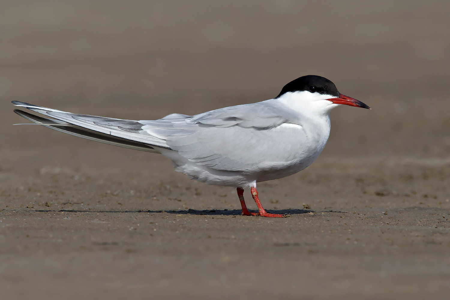 Arctic Roseate Tern photo ID guide - BirdGuides