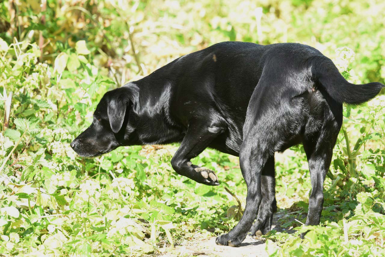 Why Should Dogs Be Kept On Leads