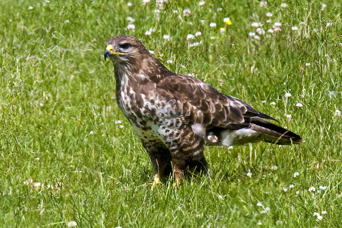 Common and European Honey Buzzards photo ID guide BirdGuides
