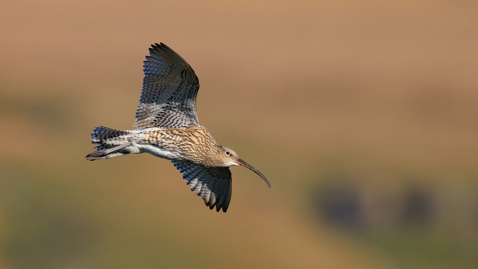 Paresoleil D'objectif Réversible En Forme De Pétales De
