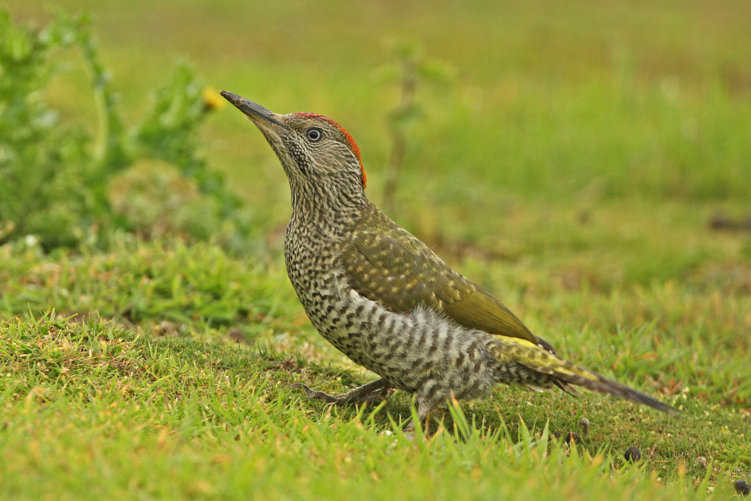 British woodpecker photo ID guide - BirdGuides