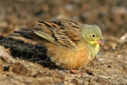 Are Ortolans Endangered Bruant Ortolan En Danger SLYI