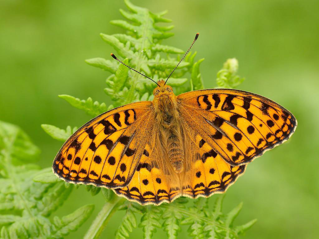 Study identifies British butterflies most threatened by climate change