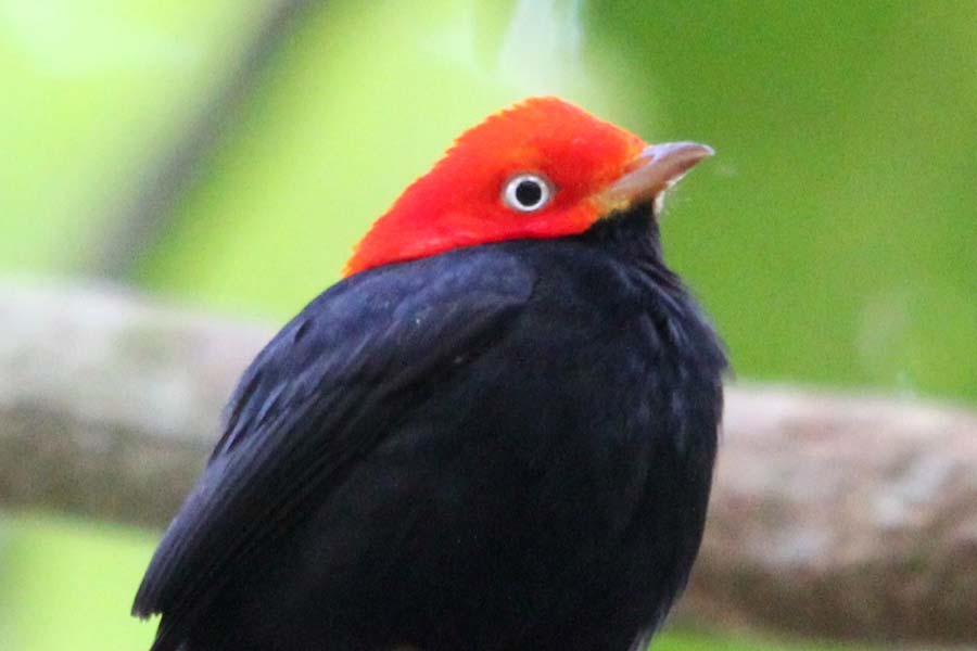Research reveals steep declines in rainforest bird populations - Vimarsana News