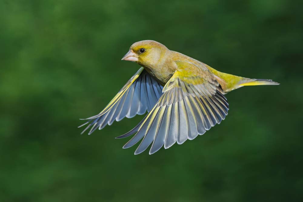 Photo of the Week: 9-15 February 2026 - BirdGuides