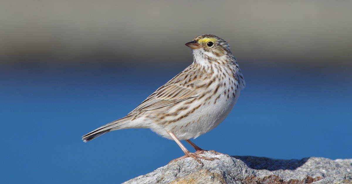 Never again: Ipswich Sparrow in Dorset - Vimarsana News