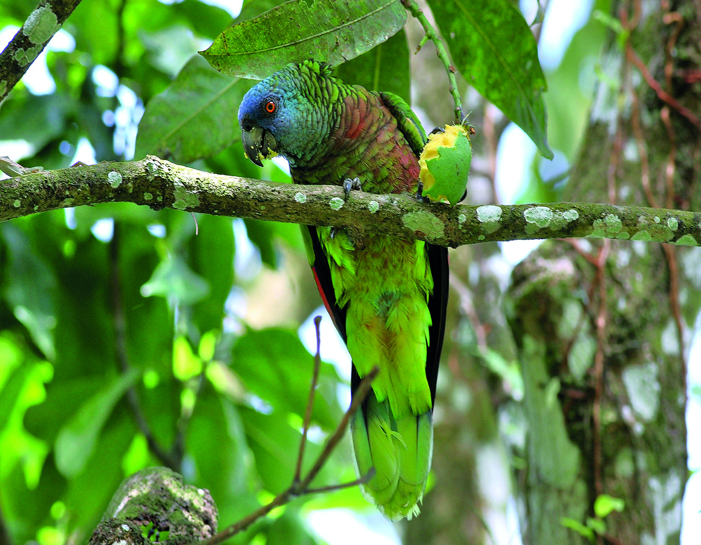 A Caribbean Getaway in St Lucia BirdGuides