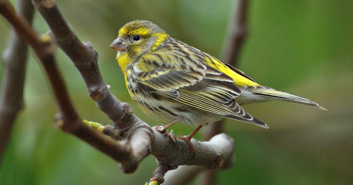 Eurasian Siskin, European Serin and Citril Finch photo ID guide - Vimarsana News