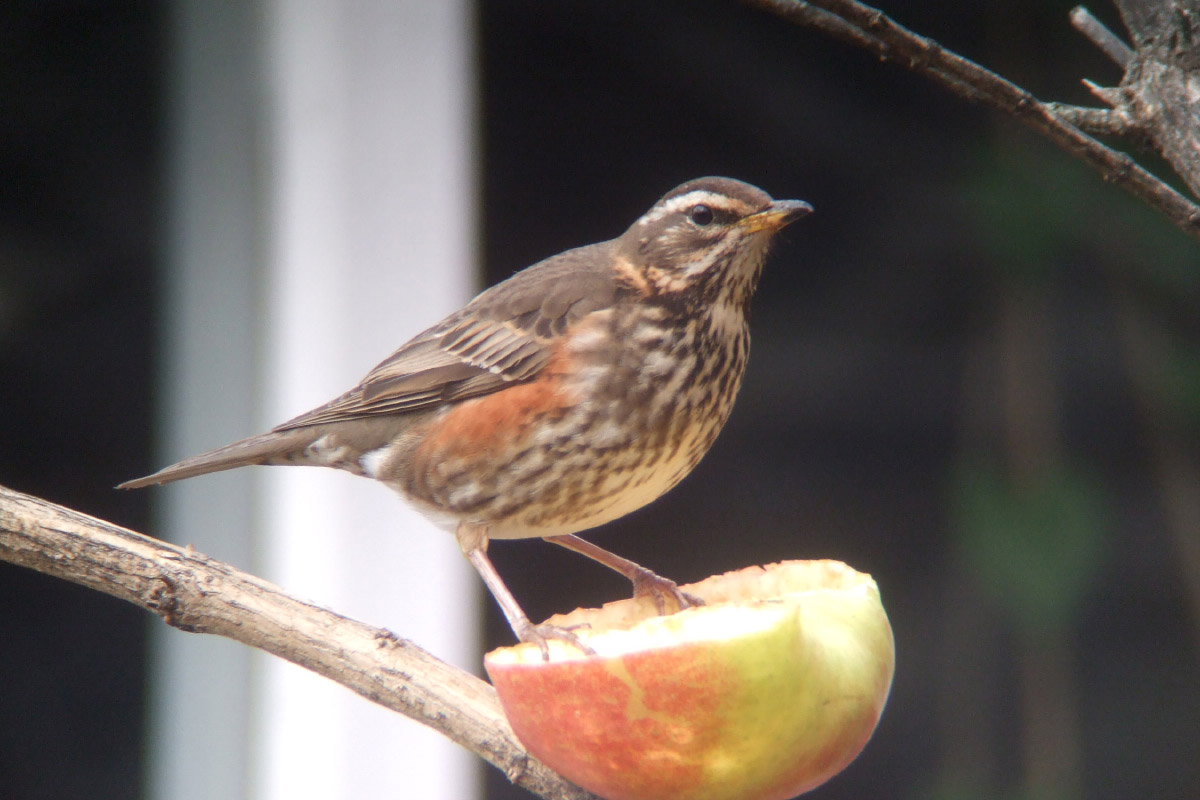 Redwing and rarer relatives photo ID guide - BirdGuides
