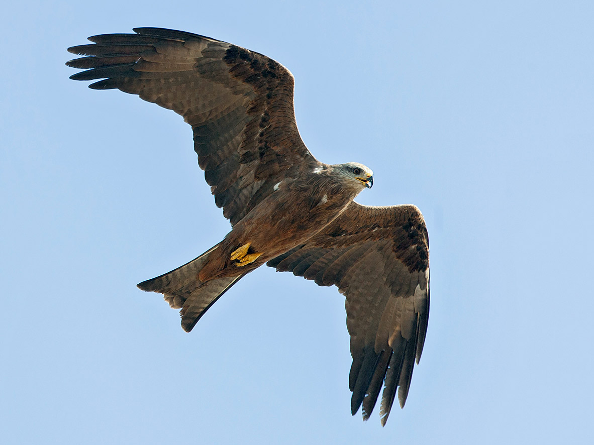 Red and Black Kites photo ID guide - BirdGuides