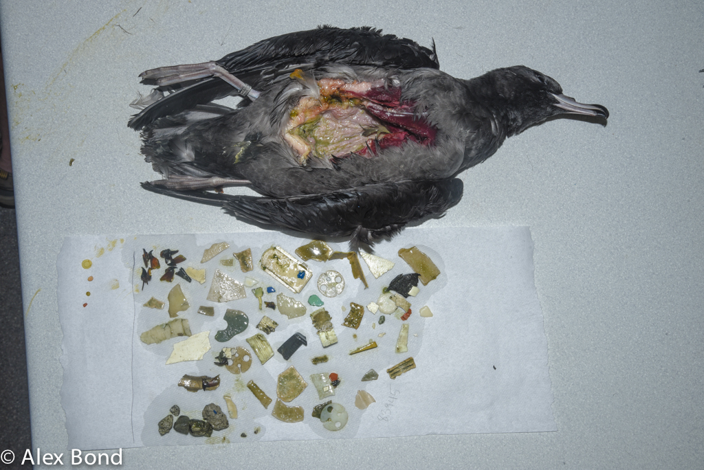 The Flesh-footed Shearwaters of Lord Howe Island in the Tasman Sea are ingesting plastic waste from around the world, sometimes up to hundreds of pieces.