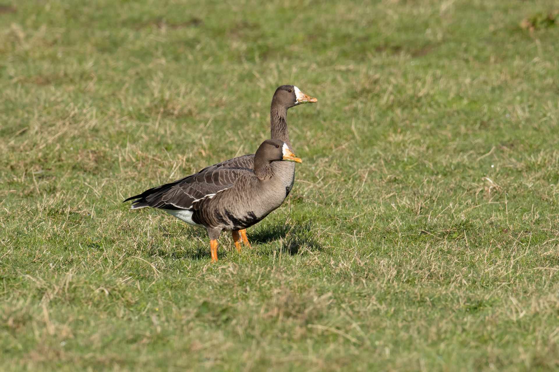 Definition & Meaning of Wild goose chase