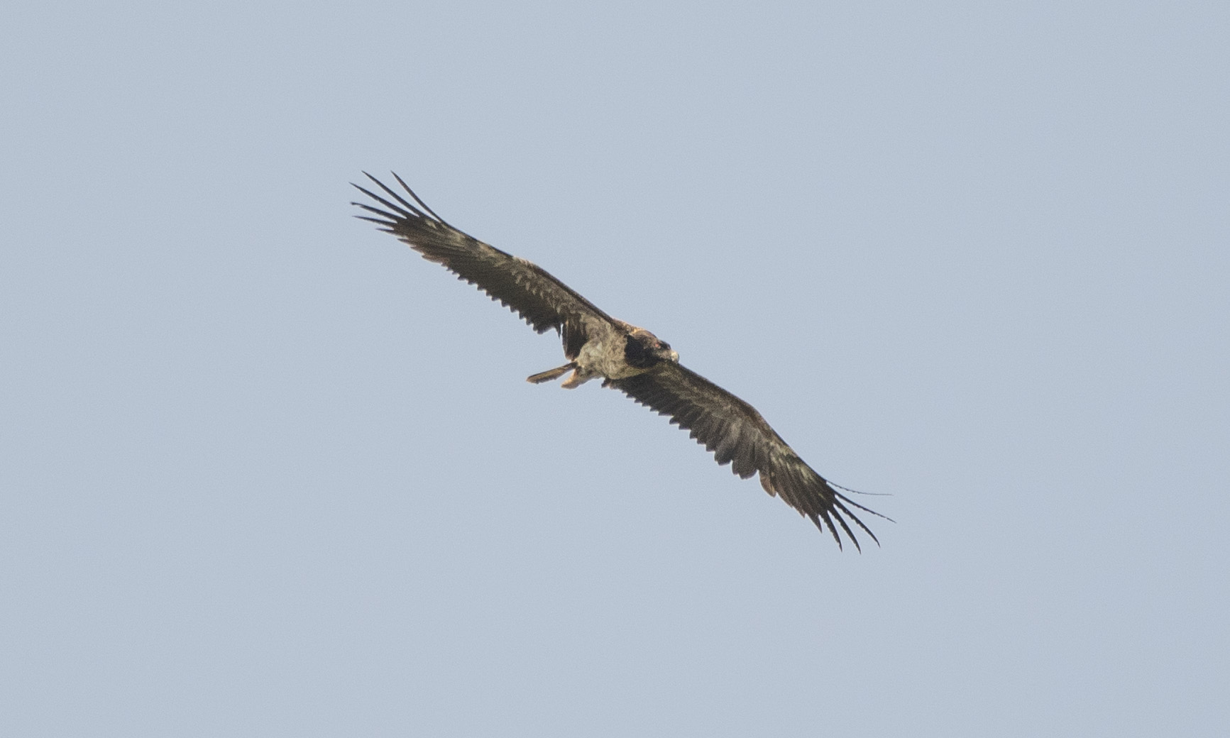 Bearded Vulture