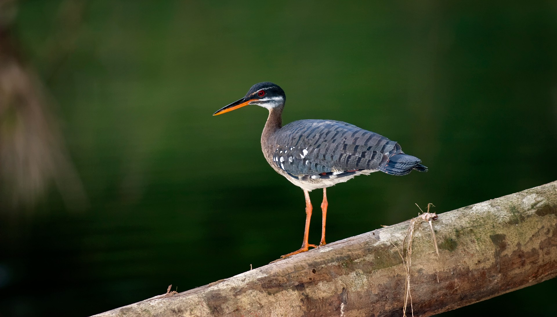Hidden jewels of Colombia - BirdGuides