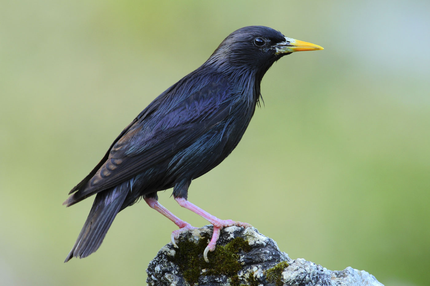 spotless starling