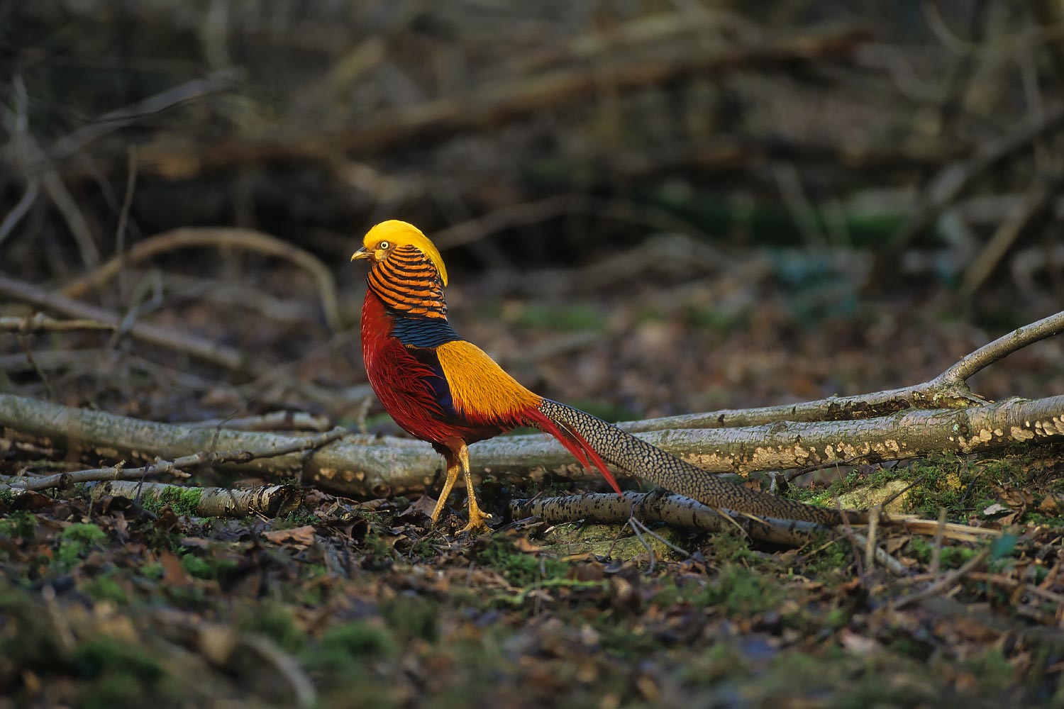 Golden Pheasant - Facts, Diet, Habitat & Pictures on