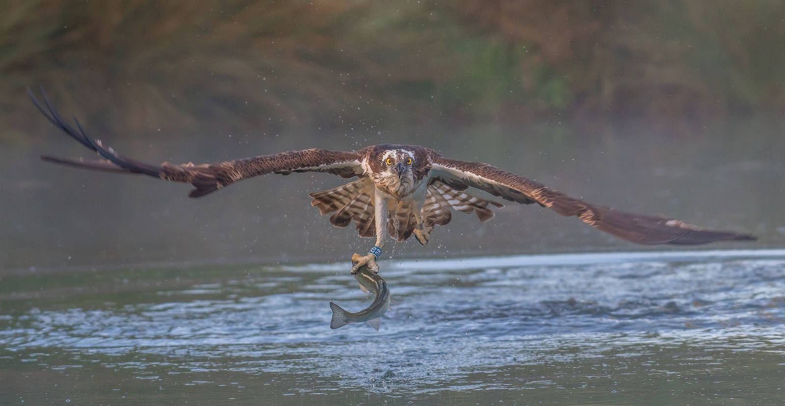 Western Osprey, Rutland Water