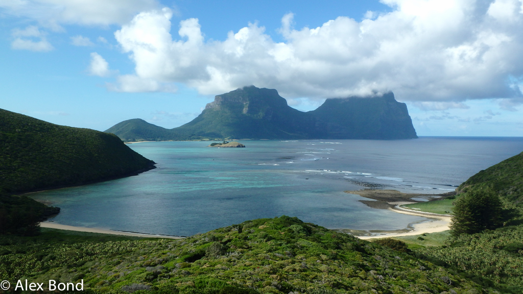 The Flesh-footed Shearwaters of Lord Howe Island in the Tasman Sea are ingesting plastic waste from around the world, sometimes up to hundreds of pieces.