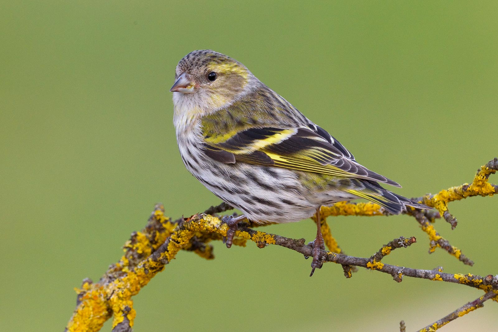 Eurasian Siskin, European Serin and Citril Finch photo ID guide