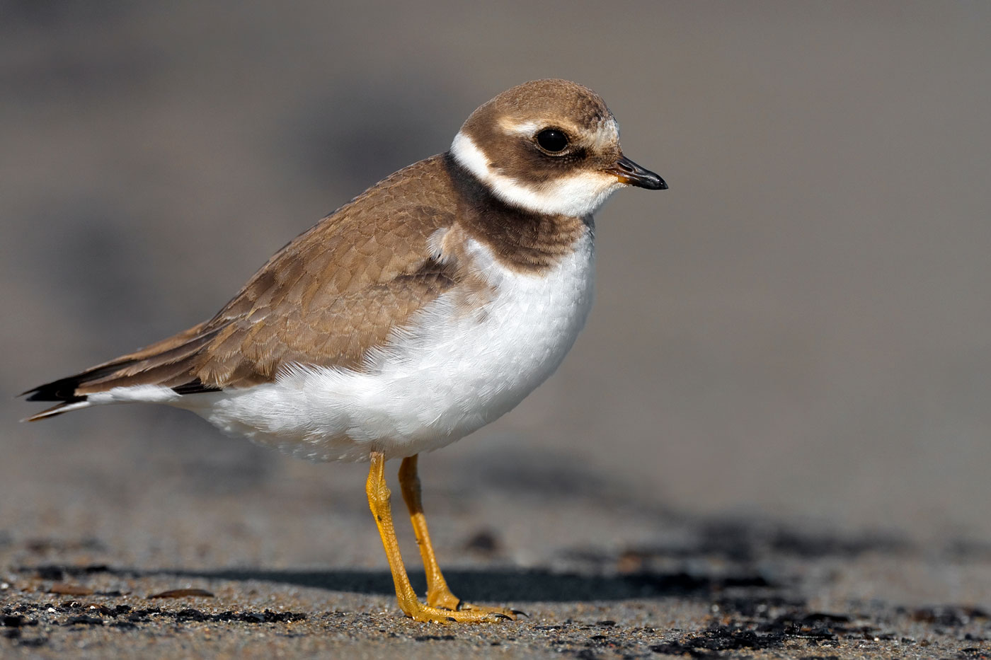 Little ringed plover, charadrius dubius, standing on a rocky beach near  river in summer at sunlight. Cute wading bird with yellow ring around eye  in nature. Stock Photo | Adobe Stock