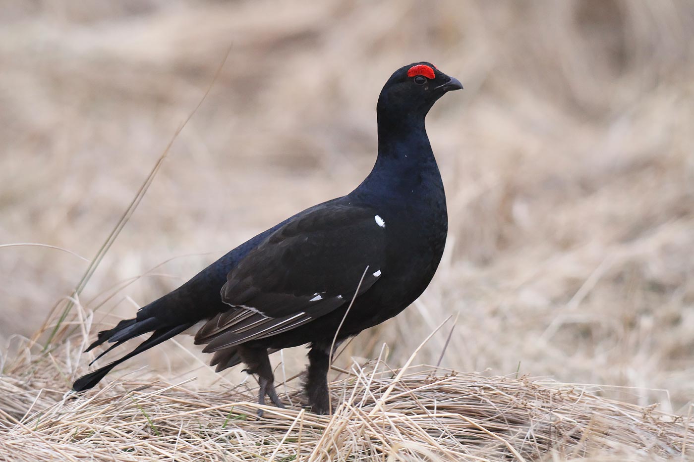 Unfair game: the birds that can still be shot in the UK - BirdGuides