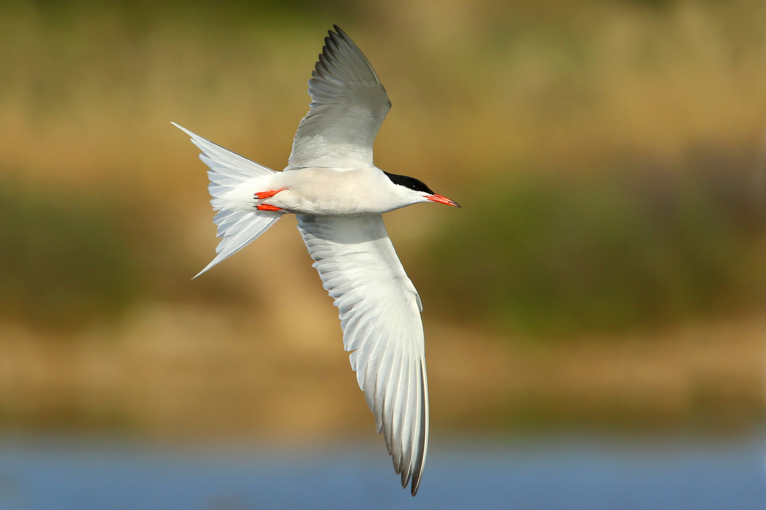 Common, Arctic and Roseate Tern photo ID guide - BirdGuides