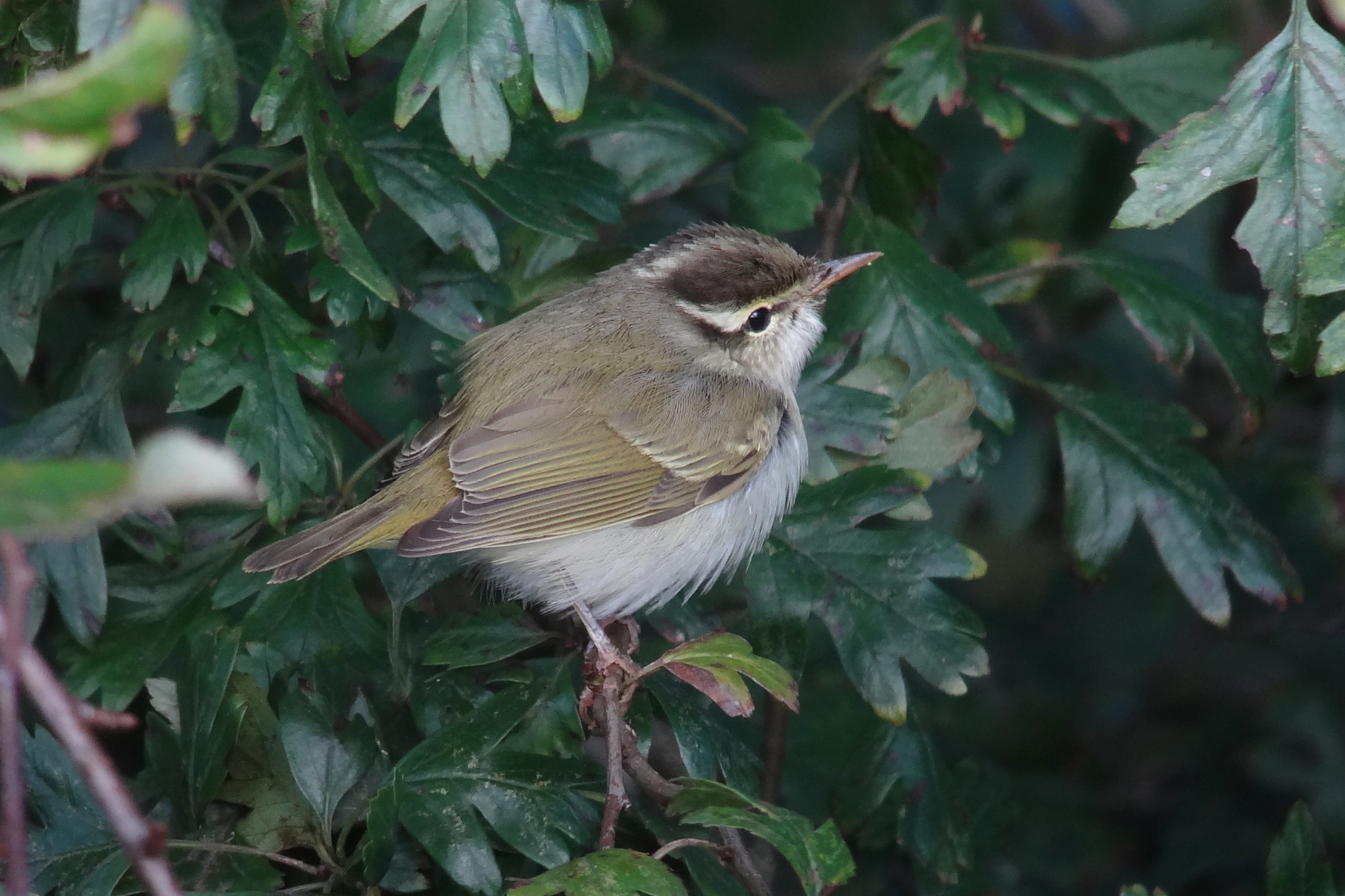 Leaf Pattern Rspb Autumn leaf warbler photo ID guide - BirdGuides