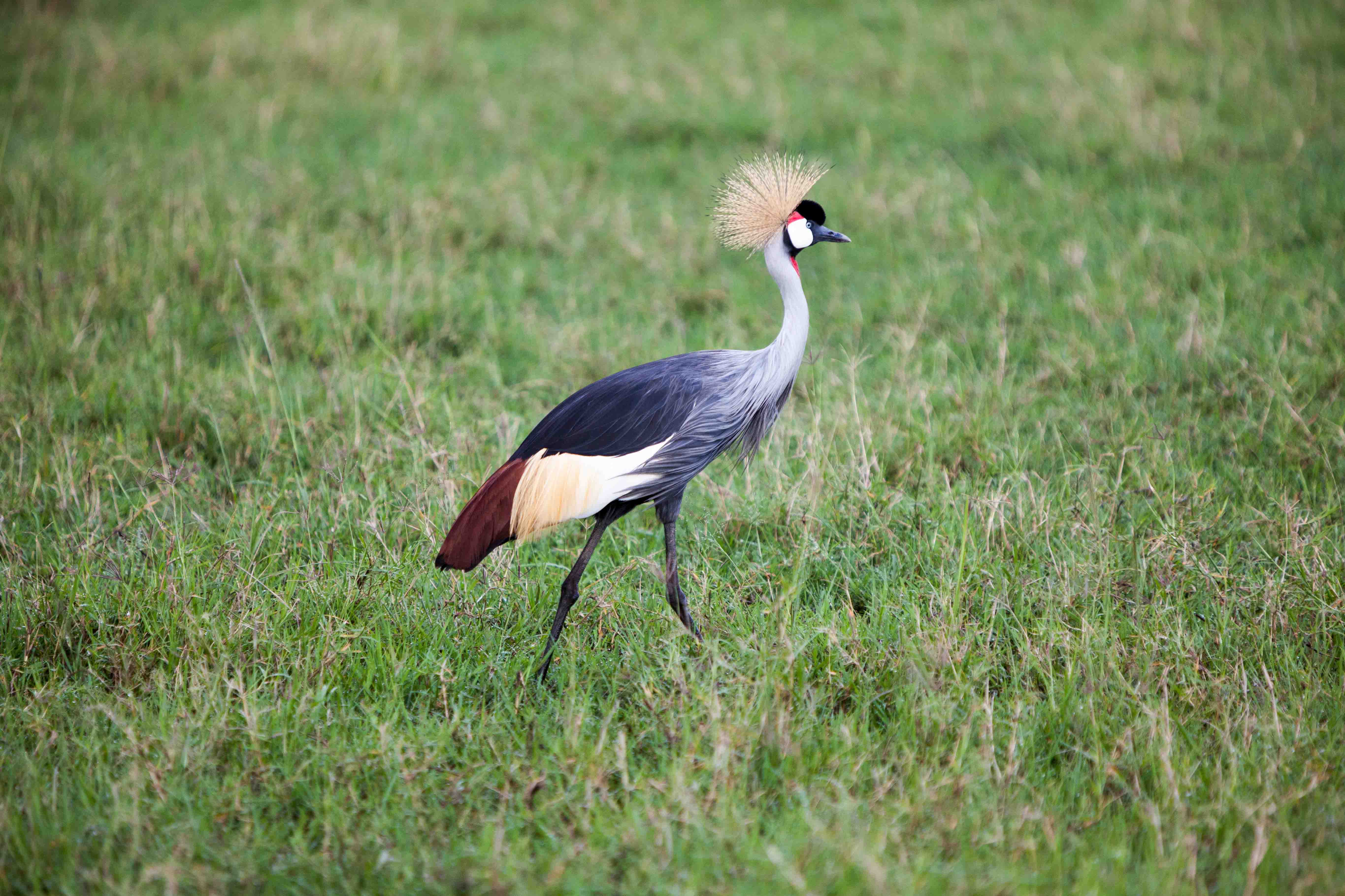 5Grey-crownedCrane_TarimeDistrictMaraTanzania_MattBiddulphcommonscopy.jpg