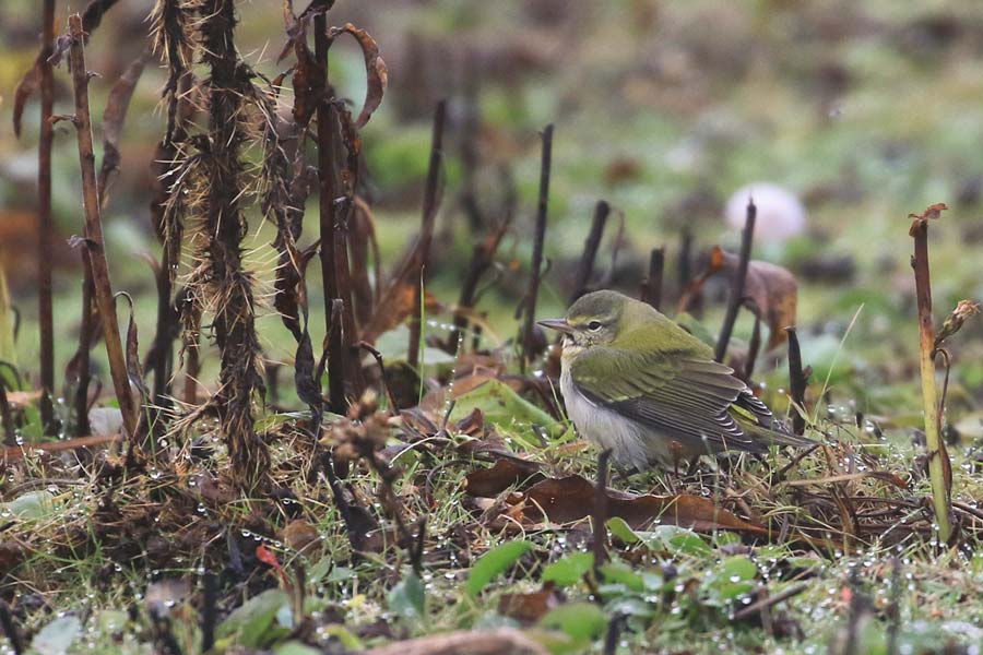 Rarity finders: Tennessee Warbler in Pembrokeshire - Vimarsana News