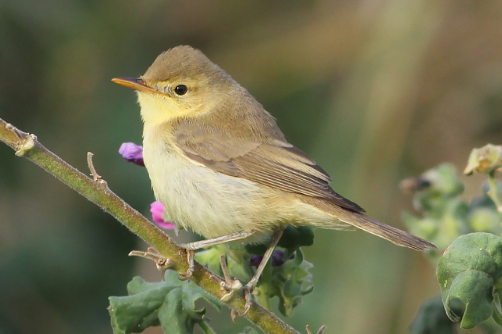 Icterine and Melodious Warblers photo ID guide BirdGuides