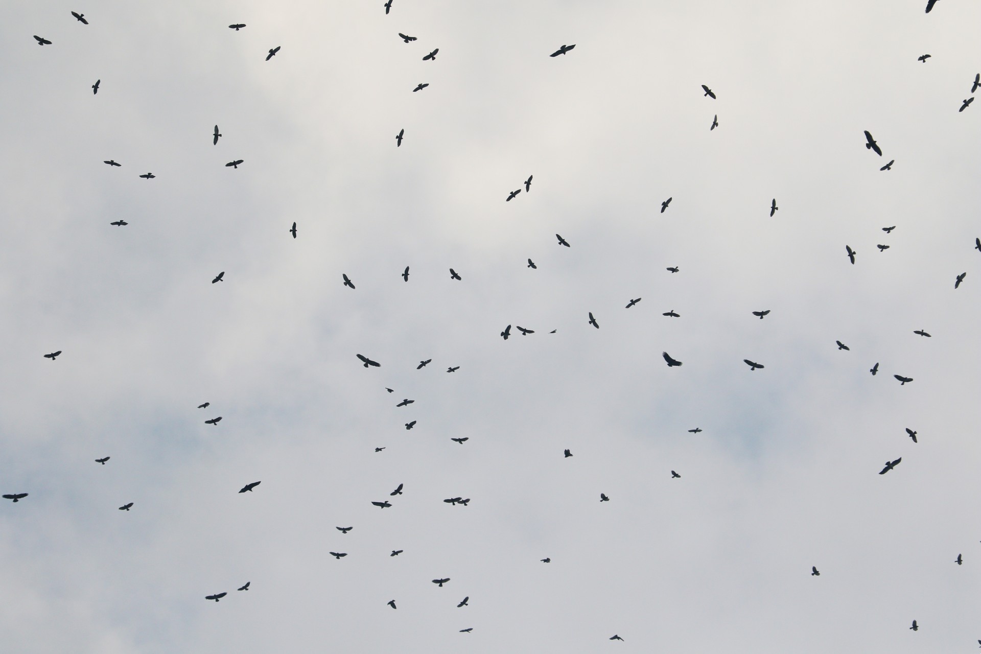 Patching in paradise: locking down in the Colombian Andes - BirdGuides