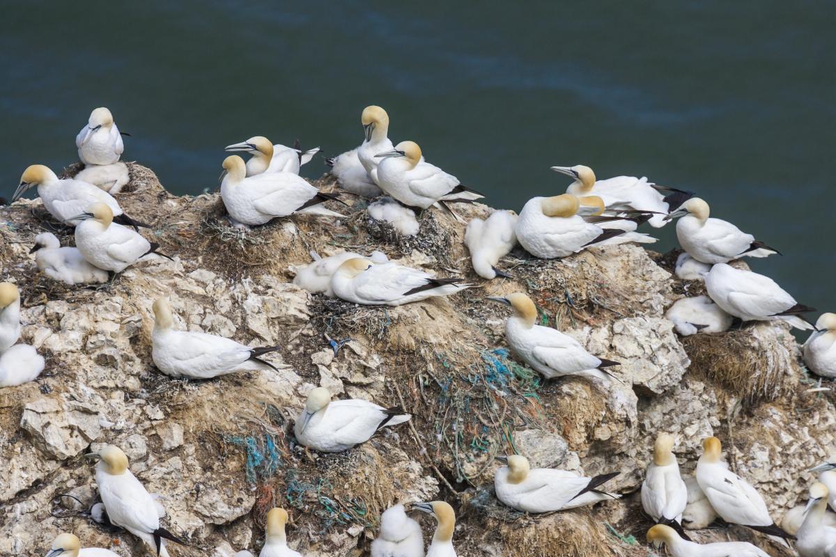 The gannetry at Bempton Cliffs, East Yorkshire, is blighted with plastic pollution as the birds incorporate it into their nests (Oliver Smart).