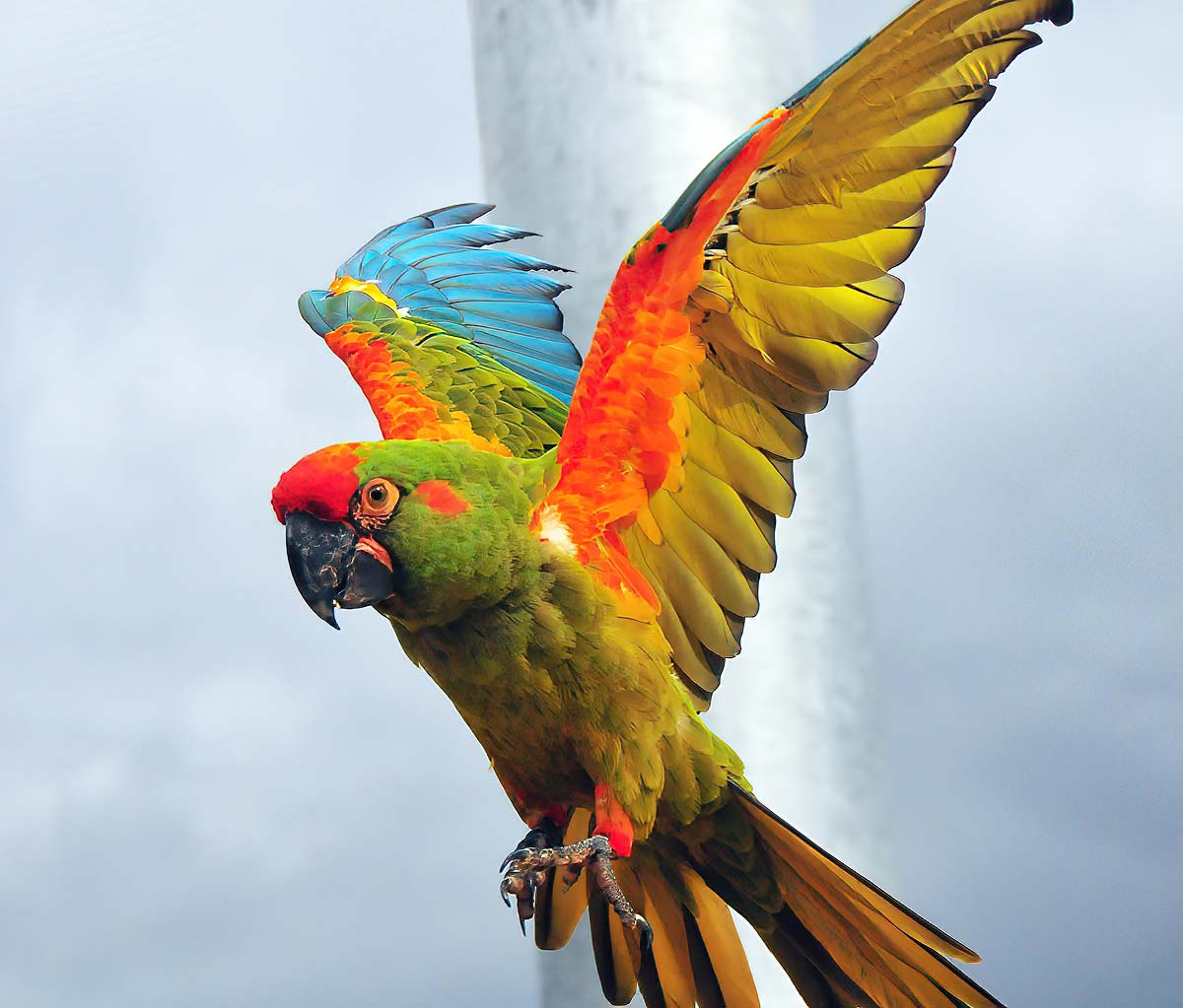 Positive news for threatened macaw in Bolivia - Vimarsana News