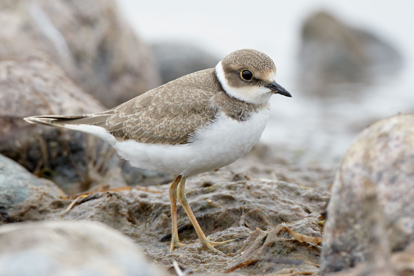 Image of Zoology: Birds, Little Ringed Plover (Charadrius dubius),  illustration