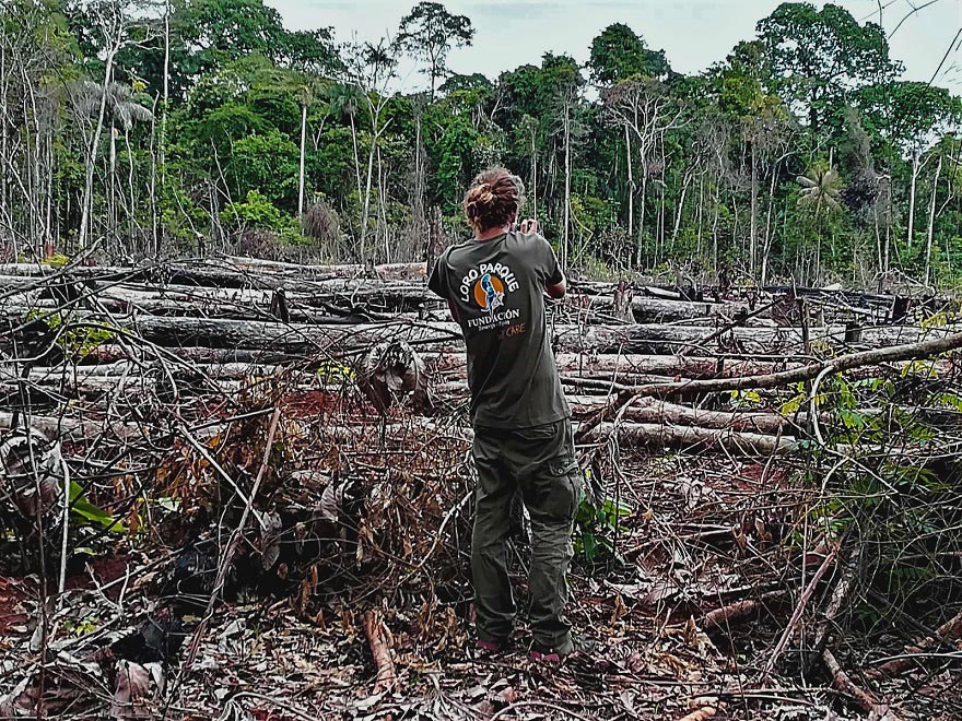 The impacts of habitat loss and poaching on Neotropical parrots
