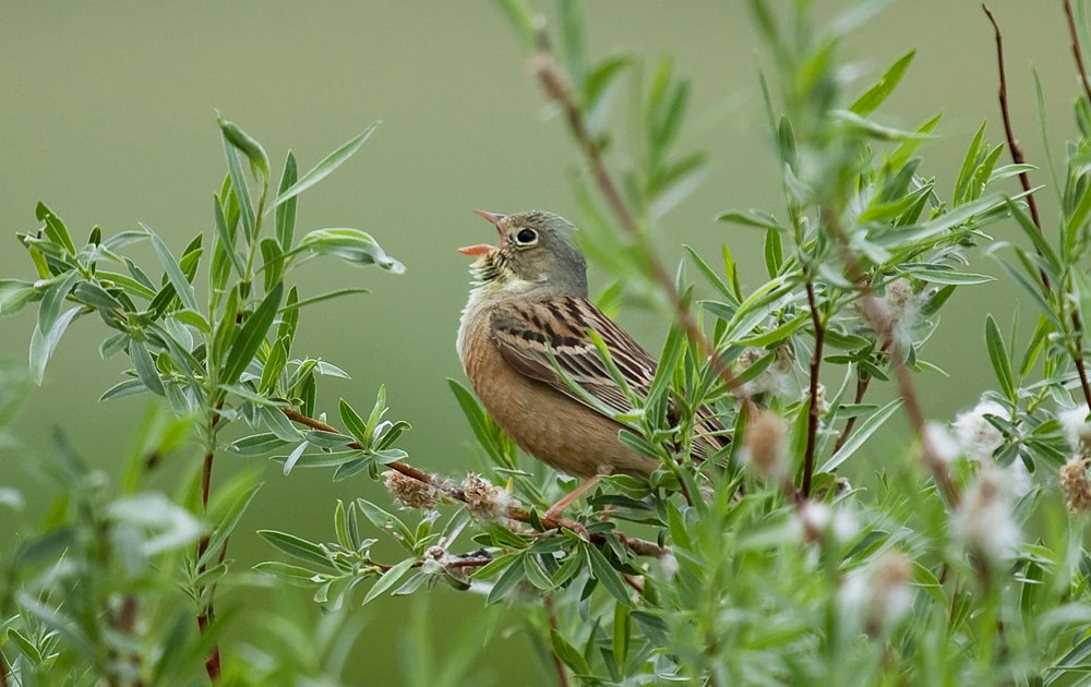 Ortolan Bunting being eaten to extinction BirdGuides