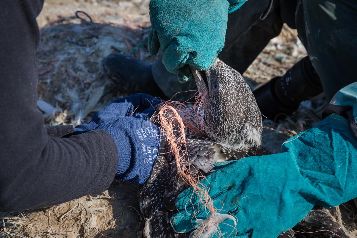 At the Northern Gannet breeding colony on Grassholm Island, Pembrokeshire, volunteers head out every summer to release birds tangled in discarded rope and netting (Drew Buckley).