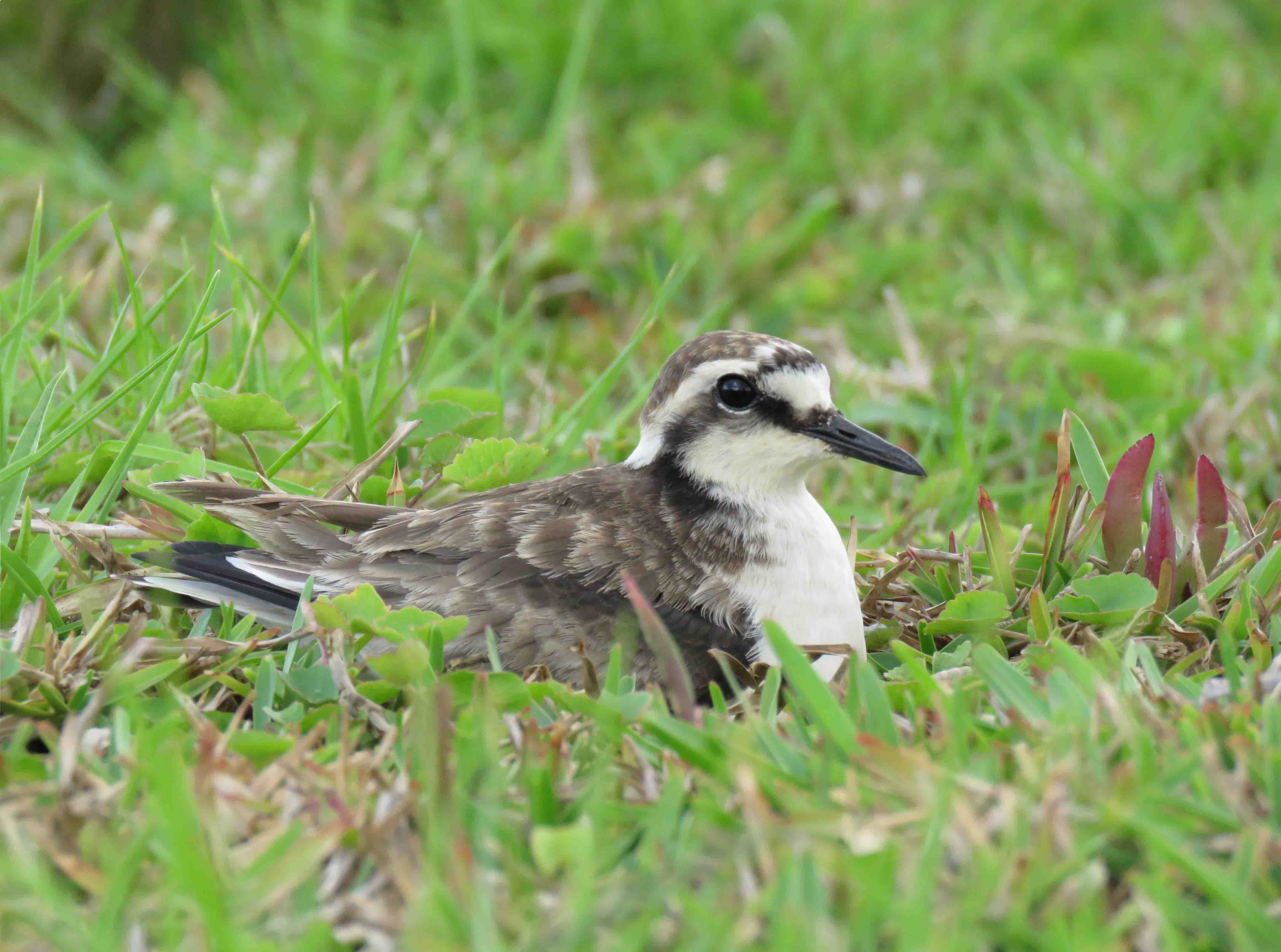 6bWirebird-incubatingeggsKeithBettoncopy.jpg