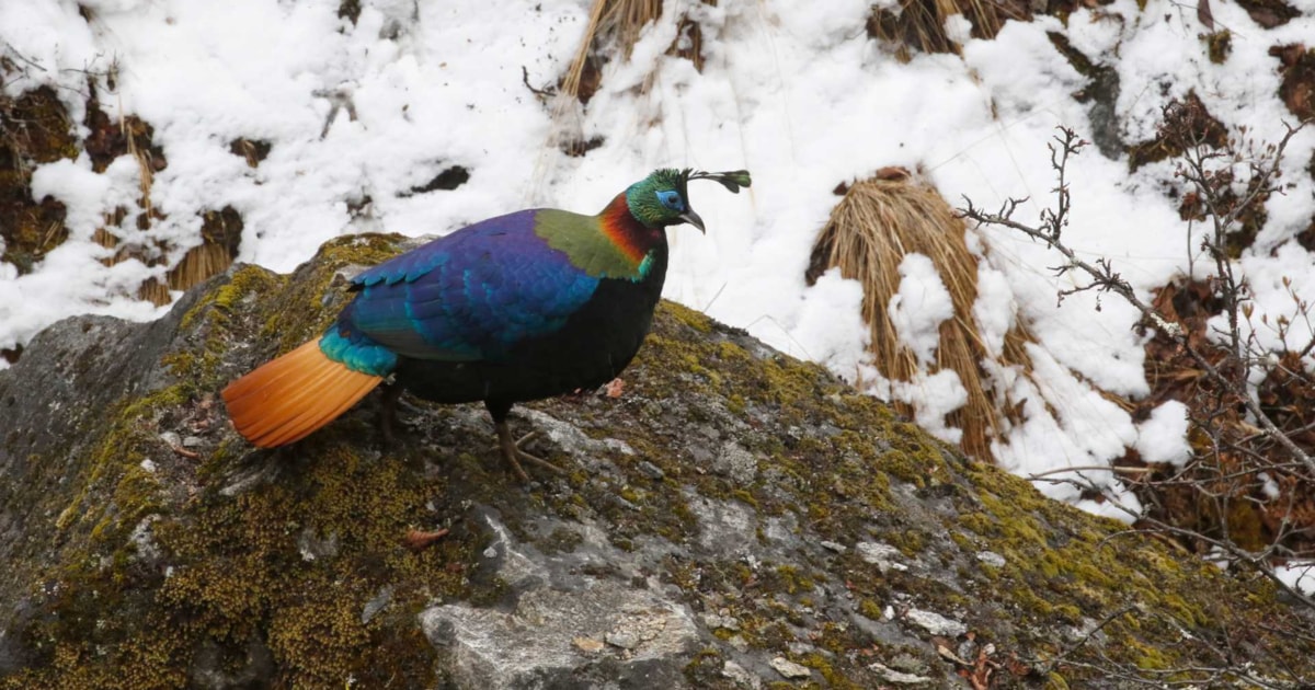 Nepal: birding to base camp - Vimarsana News