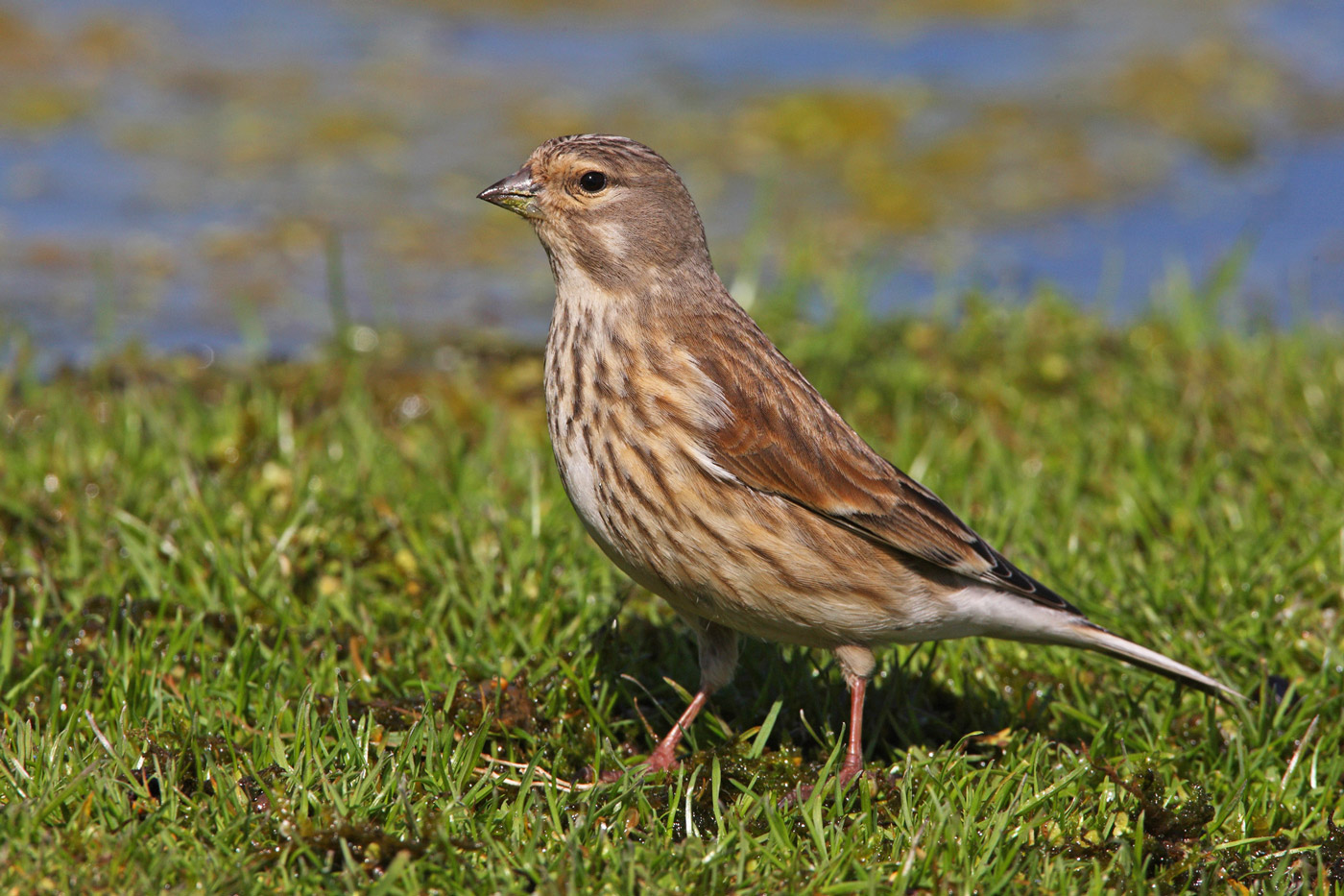 Common Linnet, Twite and Lesser Redpoll photo ID guide - BirdGuides