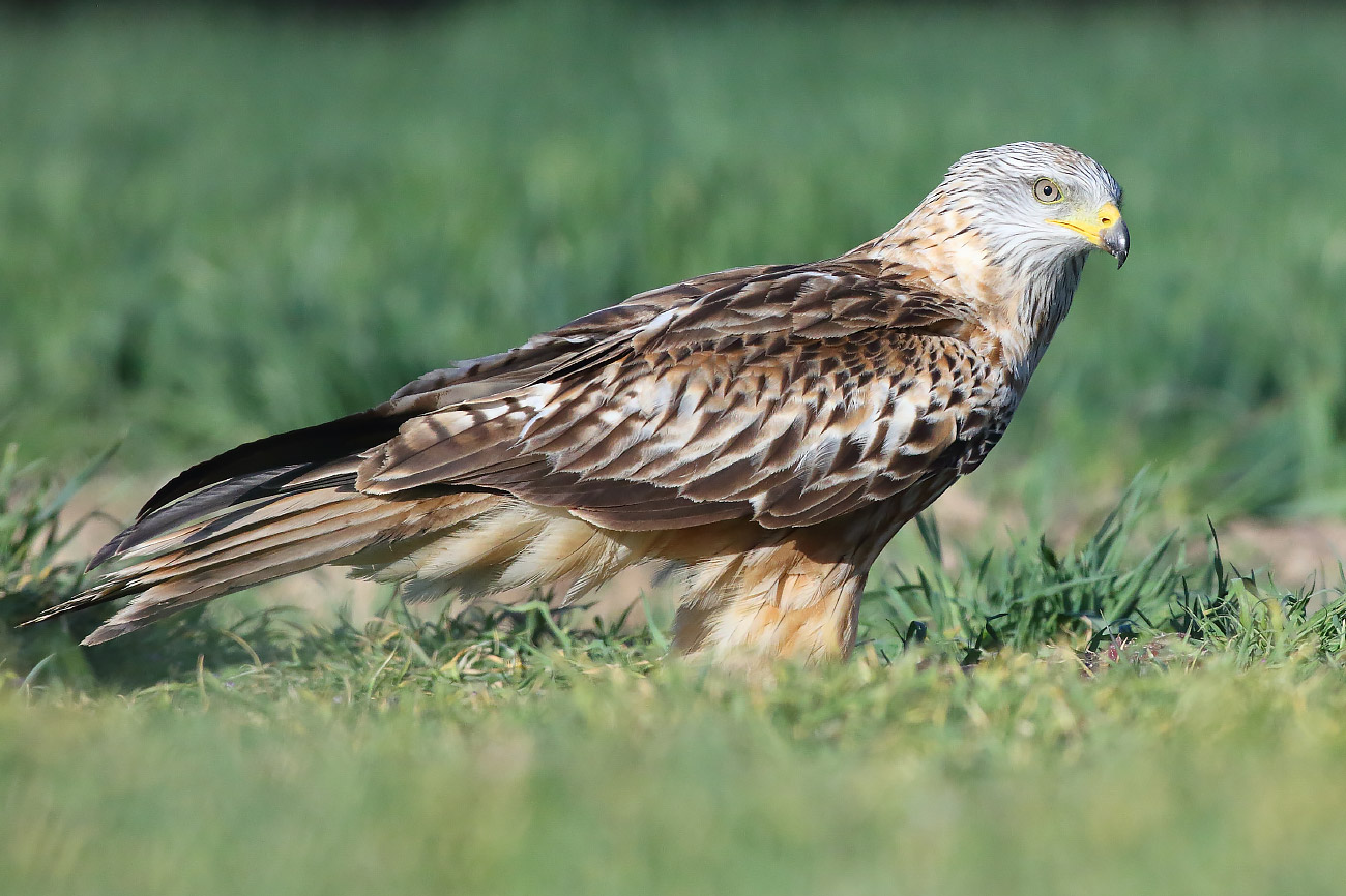 Red and Black Kites photo ID guide BirdGuides