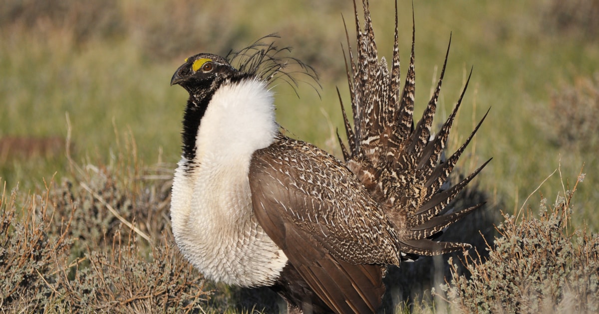 Rethinking the 'umbrella species' concept BirdGuides