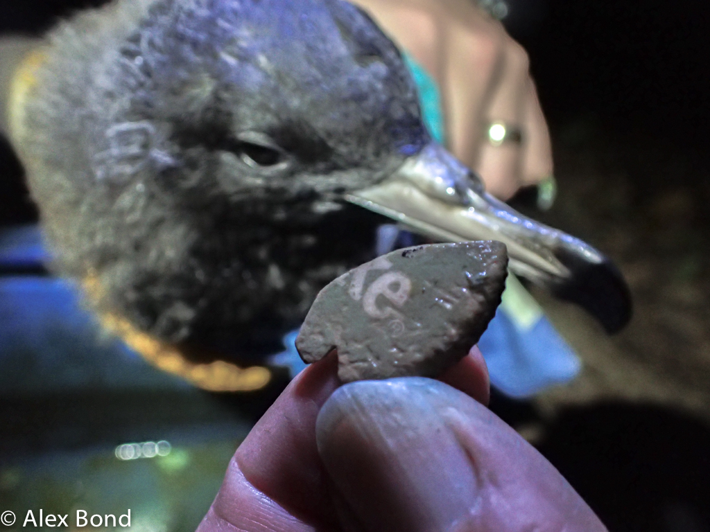 Some Flesh-footed Shearwaters can be saved by flushing their stomachs so they regurgitate the plastic (Alex Bond).