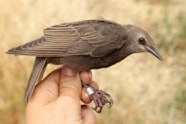 How To Tell If A Starling Is Male Or Female At Echo Stone Blog