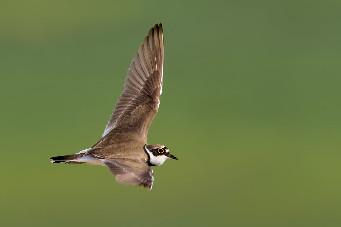 Littleringed Plover Charadrius Dubius Single Bird Stock Photo 2315926677 |  Shutterstock